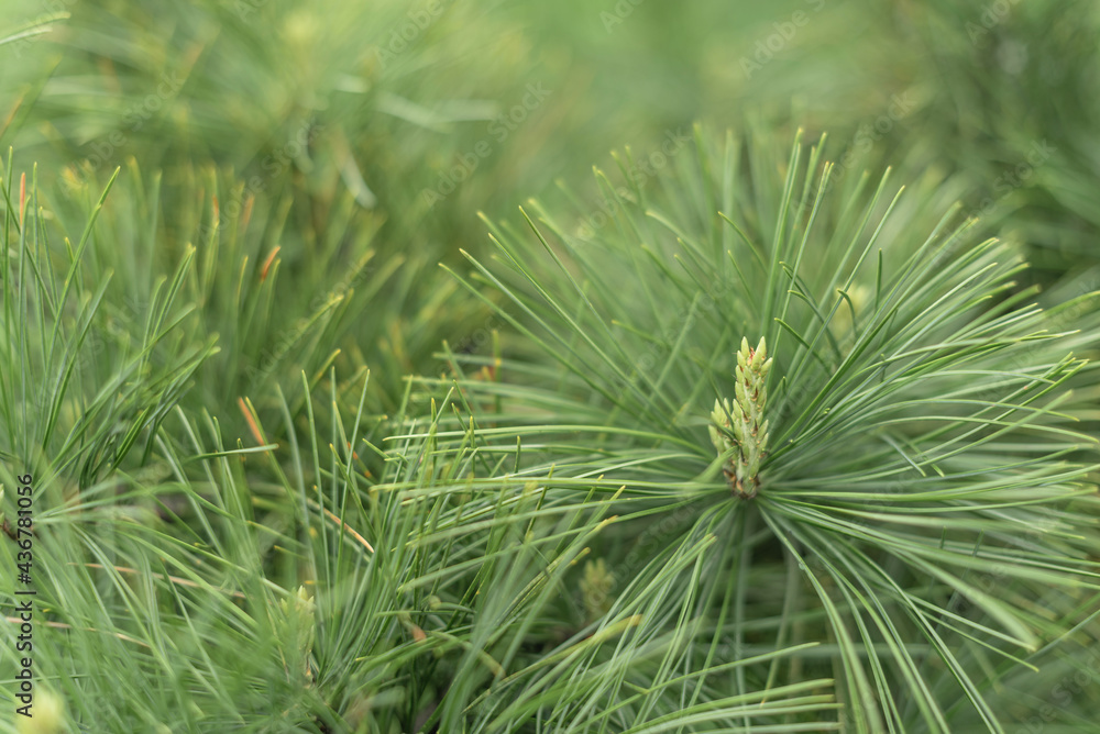 Green spruce or fir close up. Selective focus. Nature background Green spruce or fir close up. Selective focus. Nature background