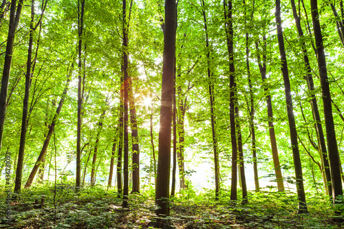 Forest trees. nature green wood sunlight backgrounds..