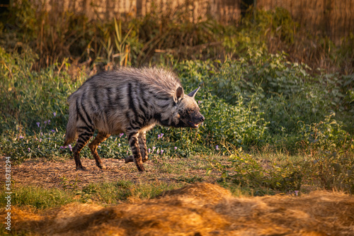A scary striped hyena walks through the savannah in the rays of the setting sun. Dangerous predator and scavenger