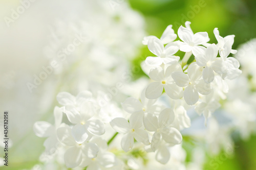 white spring ;ilac flowers