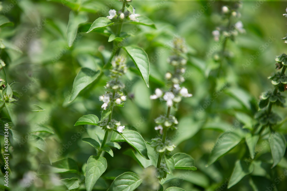 Thai lemon Basil in the garden , The herb is grown primarily in northeastern Africa and southern Asia for its fragrant lemon scent, and is used in cooking Thai lemon Basil in the garden , The herb is grown primarily in northeastern Africa and southern Asia for its fragrant lemon scent, and is used in cooking
