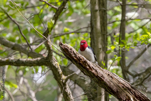 Red-headed Woodpecker in the park