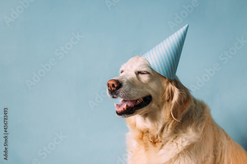 Labrador golden retriever dog celebrates birthday in a cap