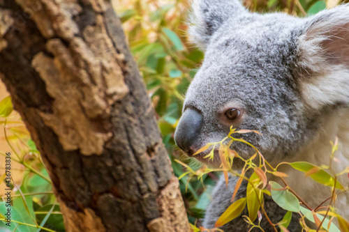 木に登るかわいいコアラ