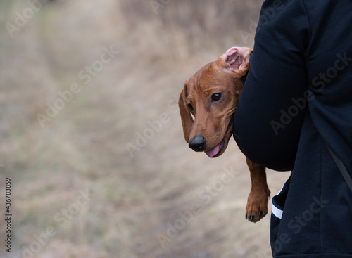 light brown dachshund with a wrapped ear in the arms of an impersonal person in dark clothes