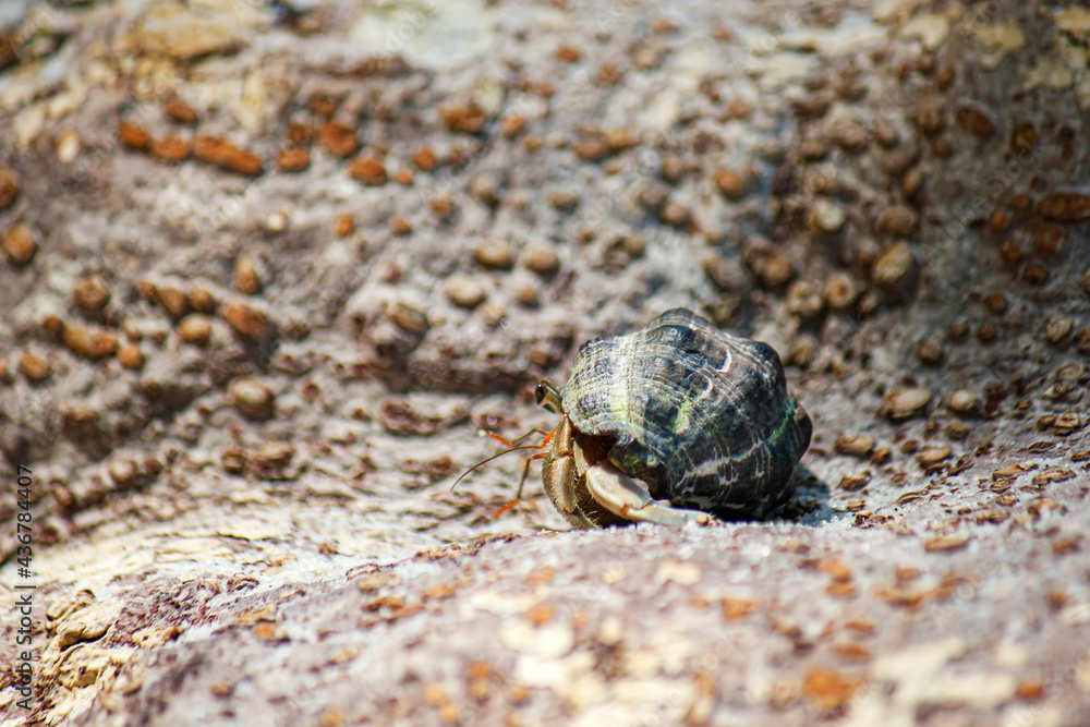 Hermit crab walk on the stone at beautiful Thailand travel island Koh Lipe with blur rock texture background landscape