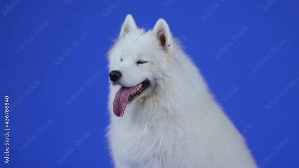 Side view of a dog of the Samoyed Spitz breed in the studio on a blue background. The pet poses with its tongue sticking out. Slow motion. Close up. Side view of a dog of the Samoyed Spitz breed in the studio on a blue background. The pet poses with its tongue sticking out. Slow motion. Close up.