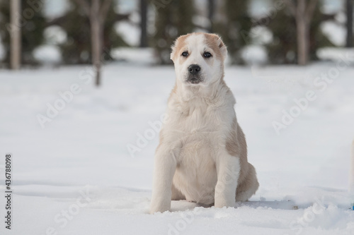 Amazing Central Asian Shepherd puppy sitting on snow