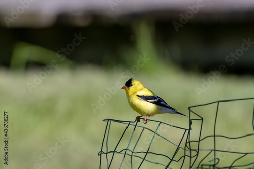 The American goldfinch (Spinus tristis) is a small North American bird 