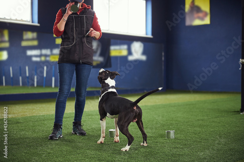Foto American Staffordshire Terrier being trained to sniff out food