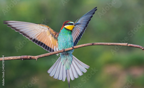 beautiful bird spreading its wings sits on a branch