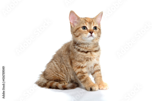 ginger purebred kitten sits on an isolated white background © Евгений Порохин