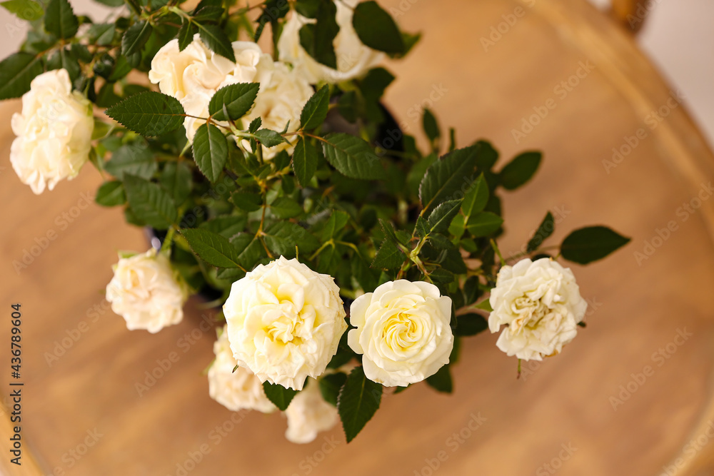 Beautiful white roses in pot on chair, closeup Beautiful white roses in pot on chair, closeup