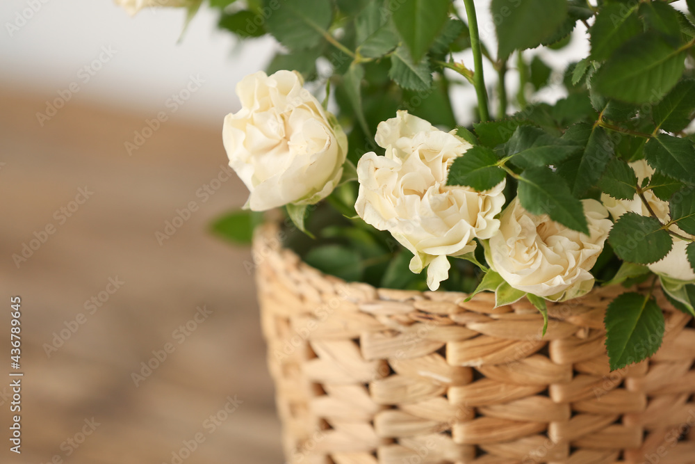 Beautiful white roses in pot, closeup Beautiful white roses in pot, closeup