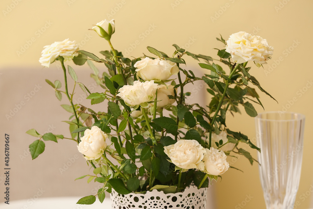 Beautiful white roses in pot on color background