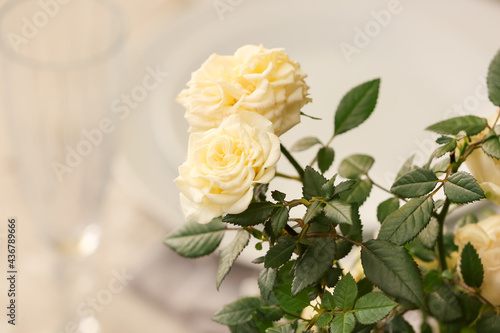 Beautiful white roses in pot  closeup