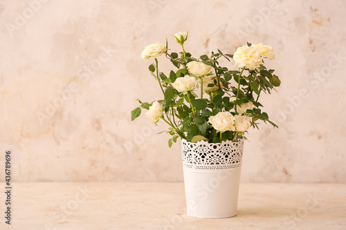 Fototapeta Naklejka Na Ścianę i Meble -  Beautiful white roses in pot on light background