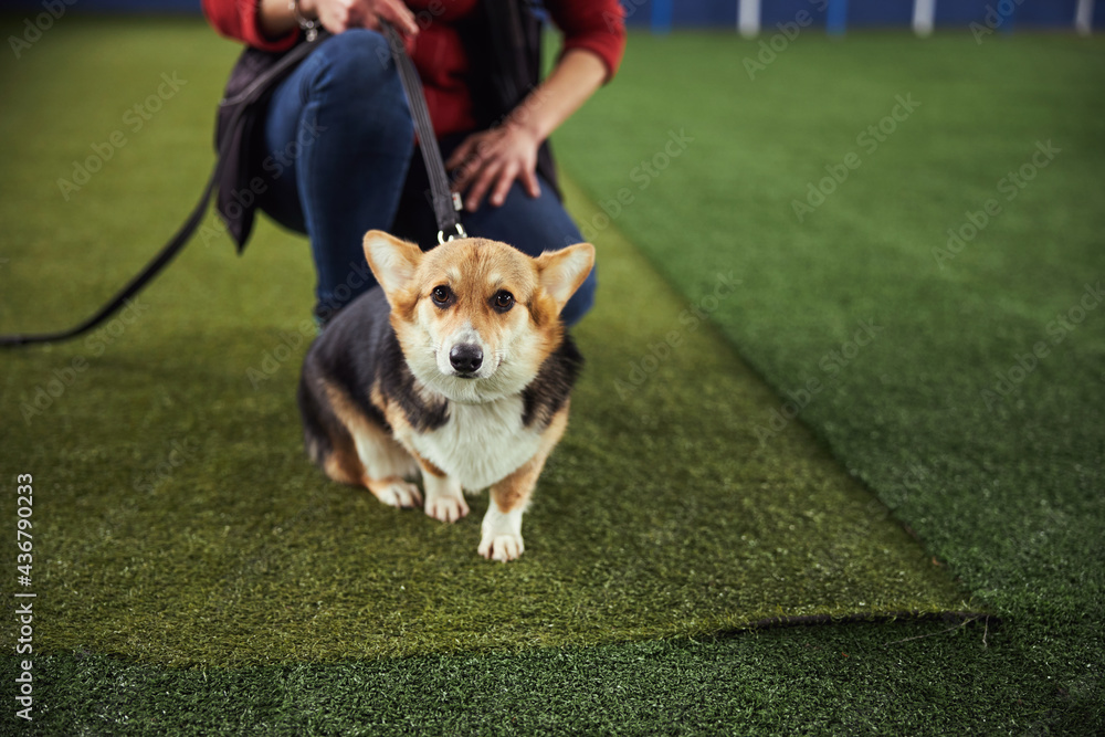 Curious puppy staring ahead during a training session