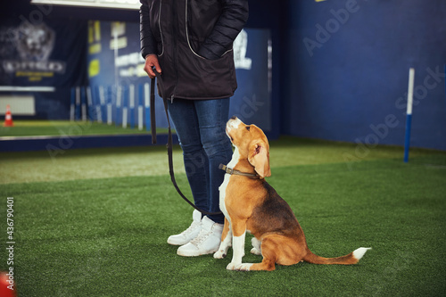 Fotografija Beautiful young beagle undergoing the obedience training