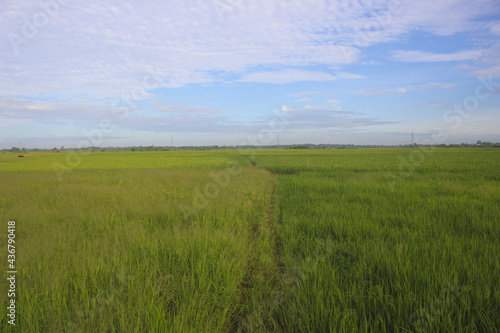view of agricultural rice fields in one of the villages in Indonesia