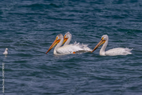 The White American pelicans on the lake Michigan