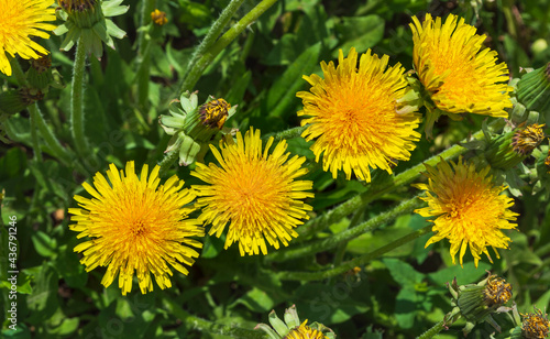 Yellow dandelion flowers on a background of green grass.