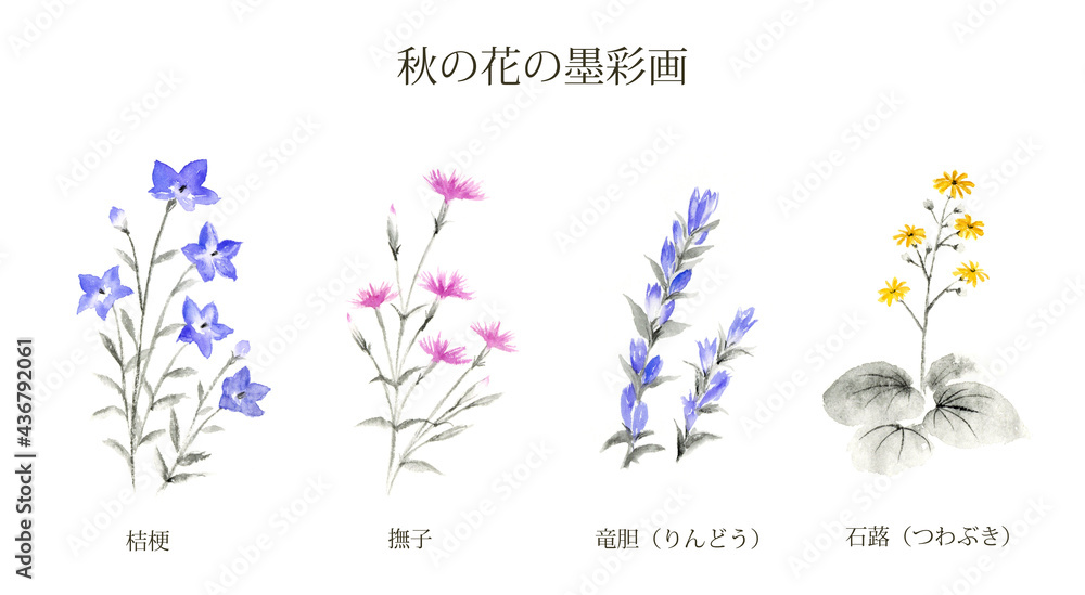 秋の花 桔梗 撫子 りんどう つわぶき 墨彩画 Stock イラスト Adobe Stock
