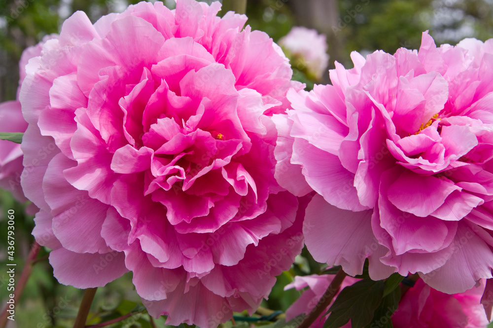 The name of this peony is Seidai.
Scientific name is Paeonia suffruticosa. The name of this peony is Seidai.
Scientific name is Paeonia suffruticosa.