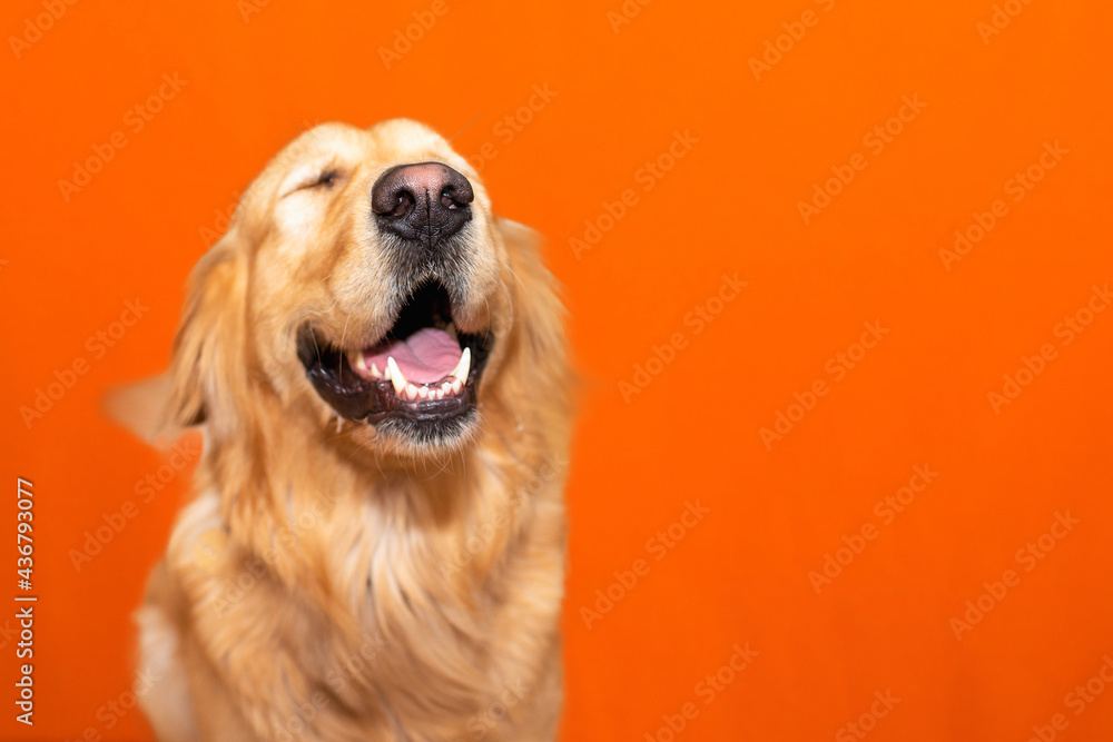 Portrait of golden retriever labrador eyes closed on a orange studio background.Copy space.
