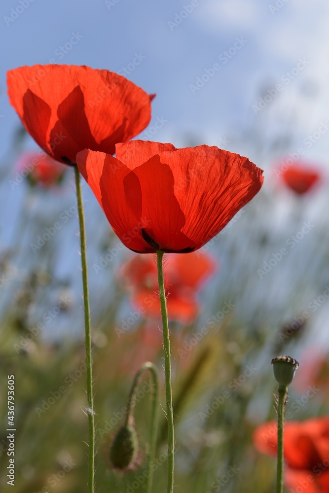 Obraz premium coquelicots 3