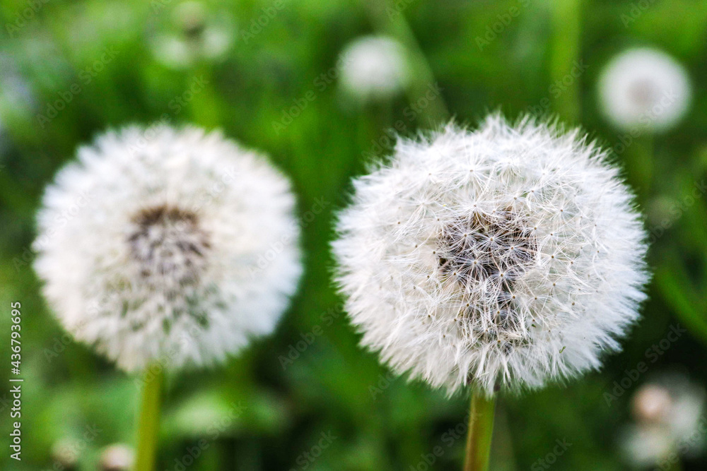 Dandelion 