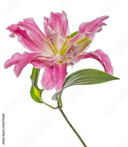 Fototapeta Naklejka Na Ścianę i Meble -  polypetalous lily pink flower isolated on white