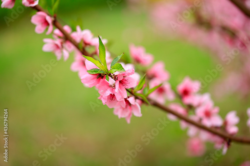 Peach trees blossom in spring