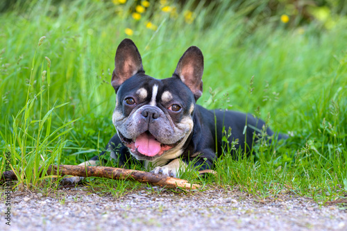 Happy little dog lying panting with a stick