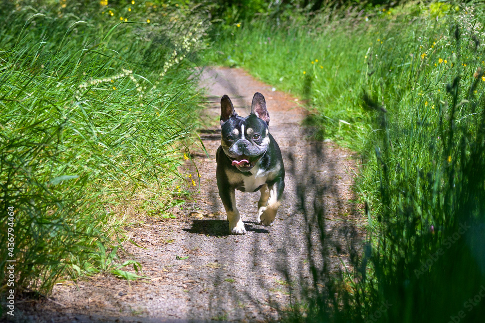 Obraz premium Happy little Boston terrier trotting down a garden path