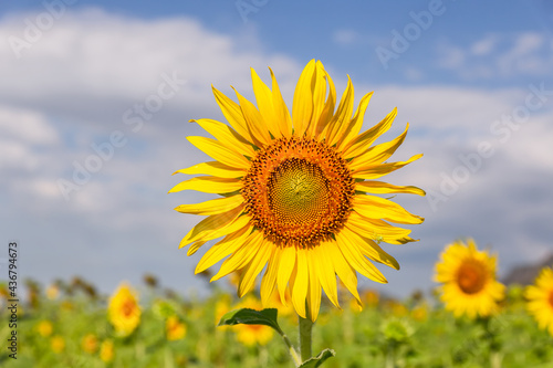 Beautiful sunflowers in spring field and the plant of sunflower is wideness plant in travel location