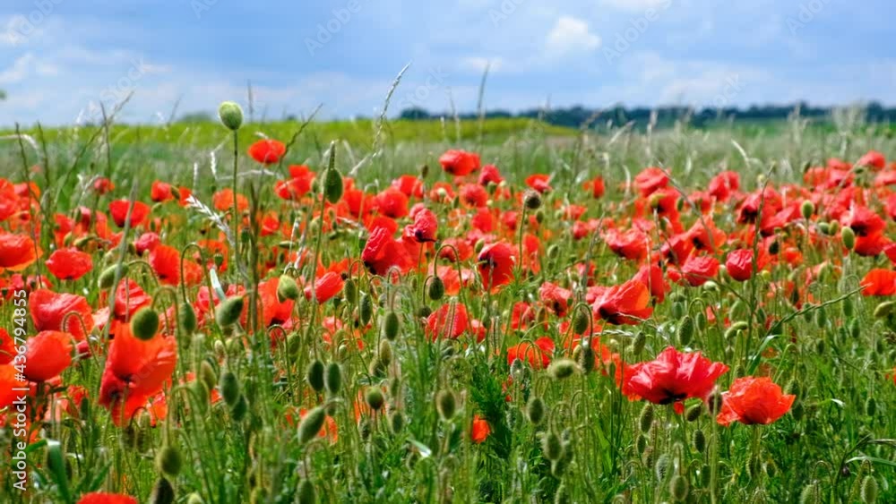 Colorful red Poppy field, Spring landscape Colorful red Poppy field, Spring landscape