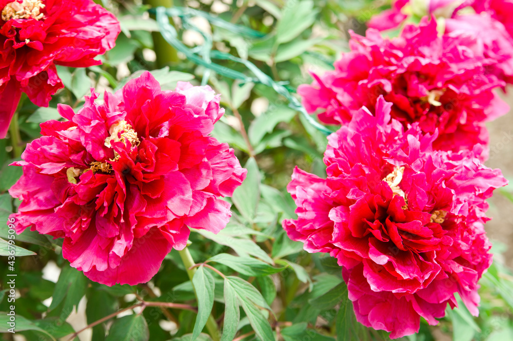 The name of this peony is Mantenko.
Scientific name is Paeonia suffruticosa. The name of this peony is Mantenko.
Scientific name is Paeonia suffruticosa.