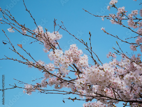 Wallpaper Mural 青空と桜 Torontodigital.ca