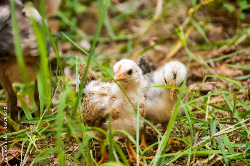 Cute chicks on a small farm Cute chicks on a small farm