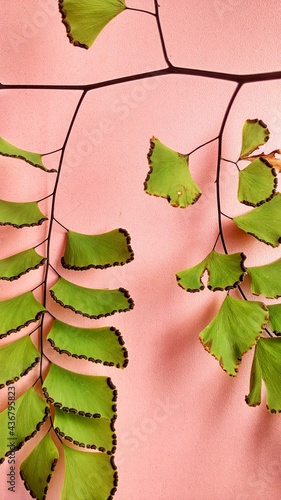 tropical plant Adiantum capillus veneris, a green leaf fern and has a hollow black stem
