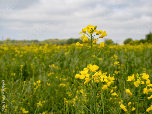 yellow rapeseed field, rapeseed flower © Jakob