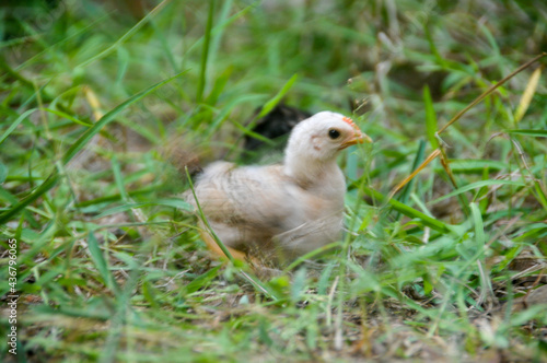 Cute chicks on a small farm