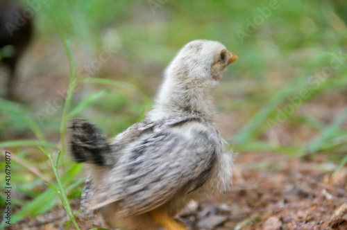 Cute chicks on a small farm