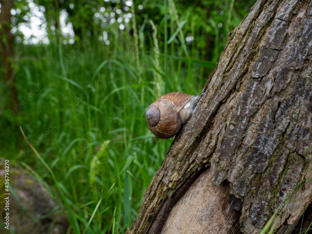 Brown snail glued on a gray rough tree trunk Brown snail glued on a gray rough tree trunk