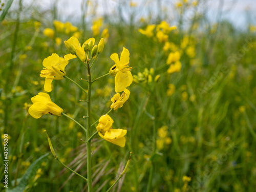 yellow rapeseed field, rapeseed flower