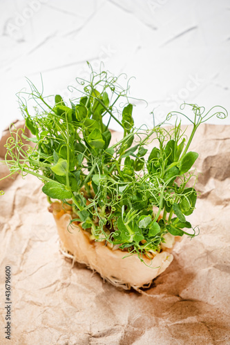 Fresh microgreen on the white background