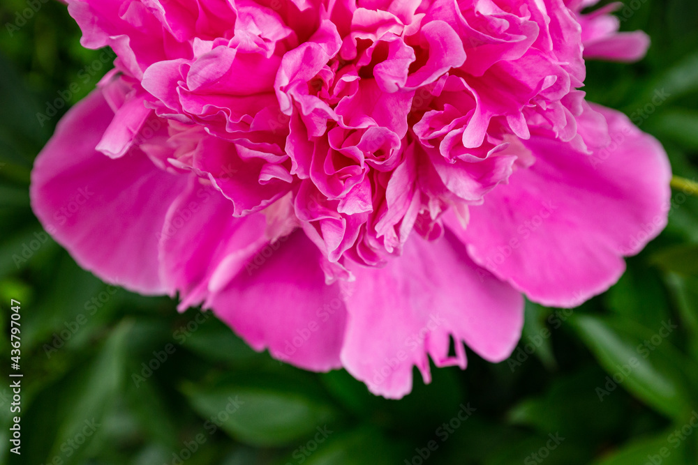 Macro blooming in spring, pink delicate peony flower close-up detail of petals on a background of green grass, veins, stamens, seeds Macro blooming in spring, pink delicate peony flower close-up detail of petals on a background of green grass, veins, stamens, seeds