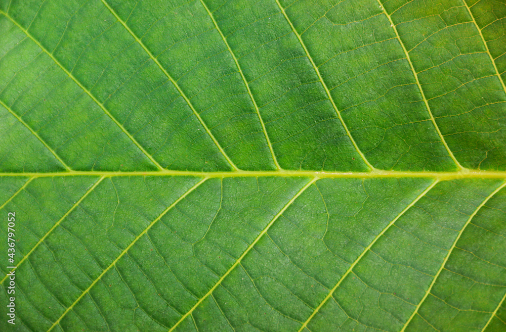 Close up leaf. Macro photography. Abstract green leaf texture, nature background, tropical leaf. The plant has a beautiful expressive structure. Close up leaf. Macro photography. Abstract green leaf texture, nature background, tropical leaf. The plant has a beautiful expressive structure.