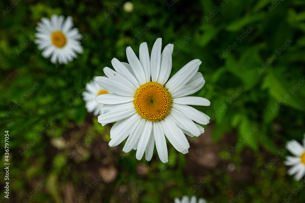 Macro blooming in spring, white pharmacy chamomile flower close-up detail of petals on a background of green grass, veins, stamens, seeds Macro blooming in spring, white pharmacy chamomile flower close-up detail of petals on a background of green grass, veins, stamens, seeds